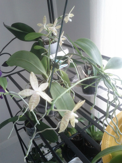 06.08.11 - Phalaenopsis mariae-specie