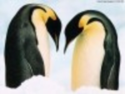 pinguini-4730 - poze animale