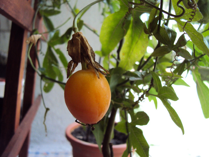 s-a copt fructul - Passiflora
