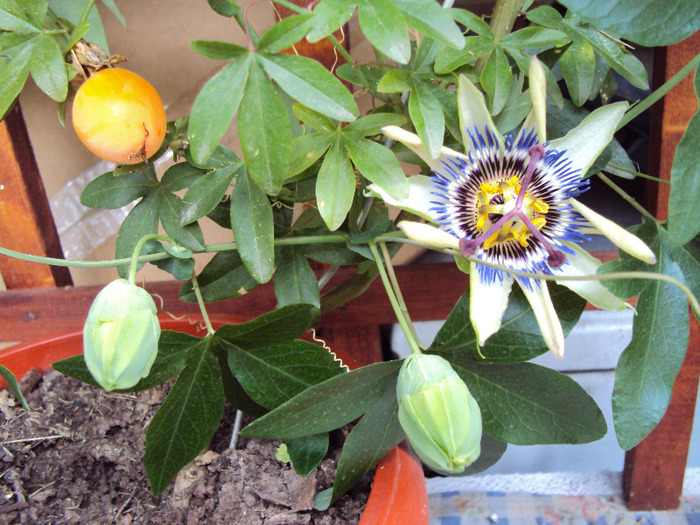 boboci, floare si fruct, 3 in 1 - Passiflora