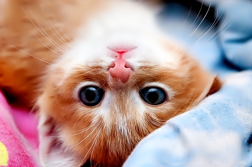 CaTs