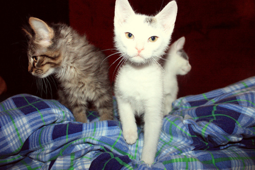 CaTs