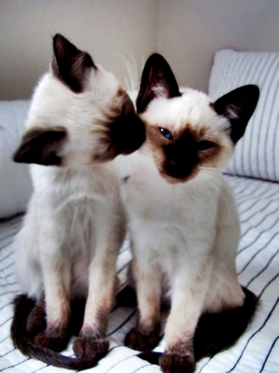 CaTs