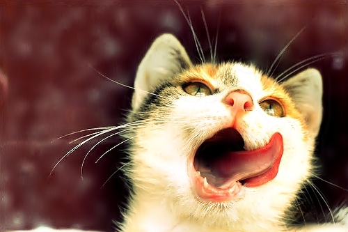 CaTs