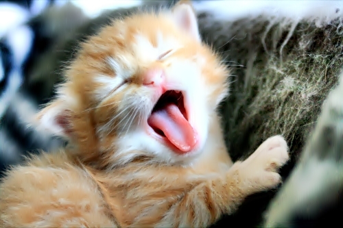 CaTs