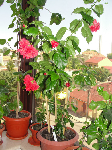 hibi dianthoides