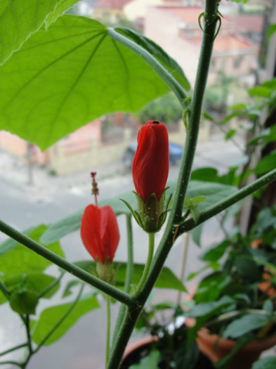 malvaviscus rouge
