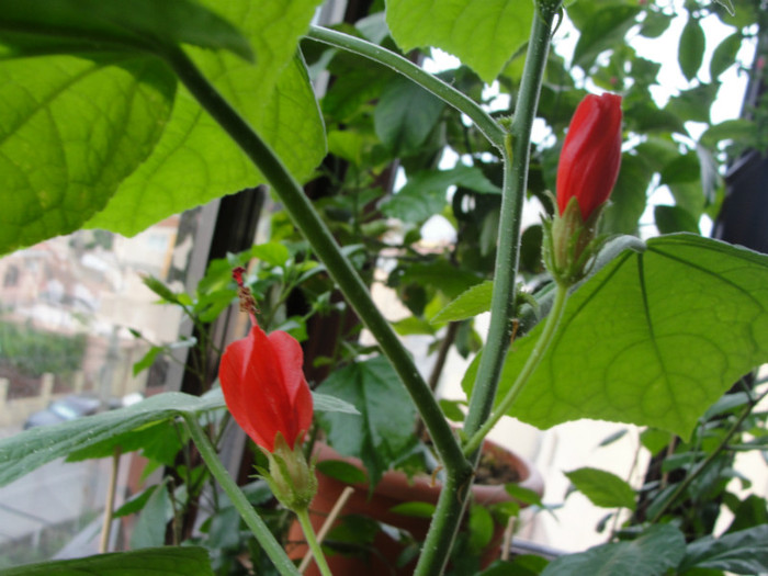 malvaviscus rouge