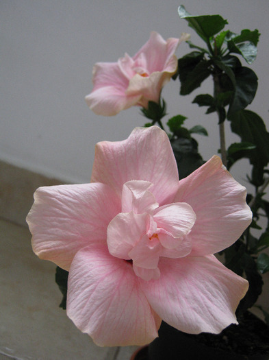 Cairo Pink - Hibiscus - Colectie veche - nu-i mai am