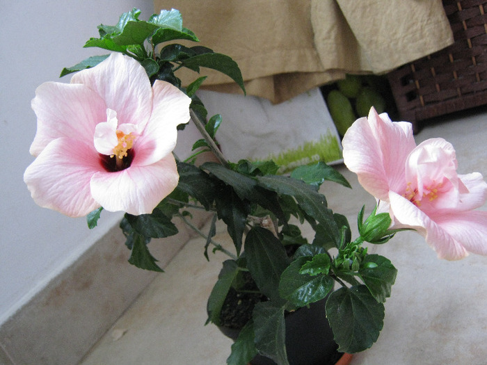 Cairo Pink - Hibiscus - Colectie veche - nu-i mai am