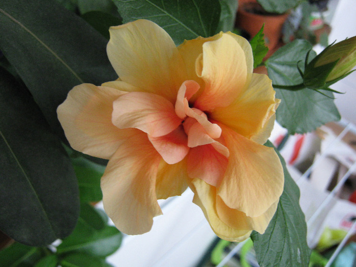 Classic Apricot - Hibiscus - Colectie veche - nu-i mai am