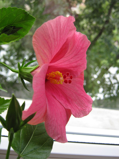 Rosario Rosa - Hibiscus - Colectie veche - nu-i mai am