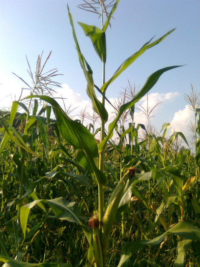 Porumbul - Arbori si plante melifere