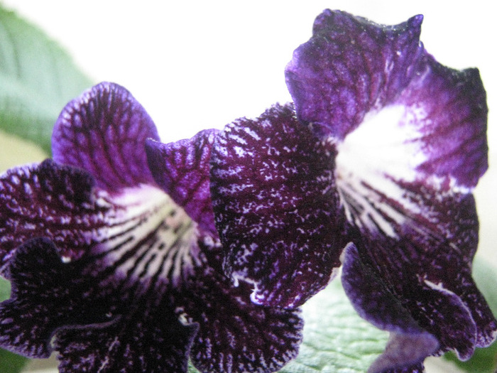  - streptocarpus Cherry Summer -Visniovoje Leto