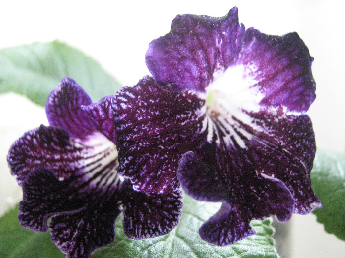  - streptocarpus Cherry Summer -Visniovoje Leto