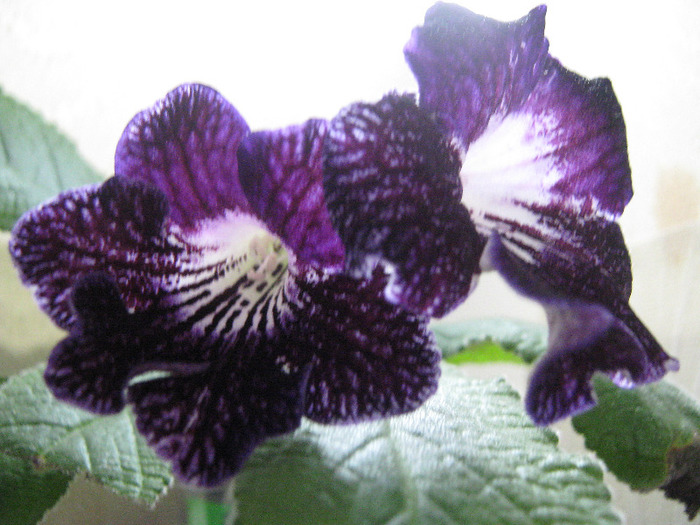  - streptocarpus Cherry Summer -Visniovoje Leto