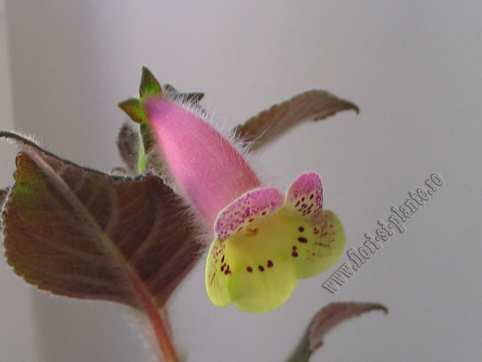 New - Kohleria Viktoria; Imagini in premiera
