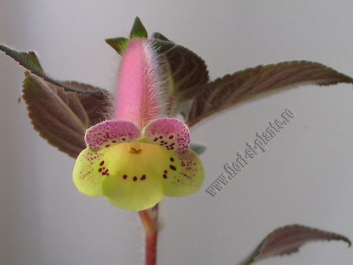 NEW - Kohleria Viktoria; Imagini in premiera
