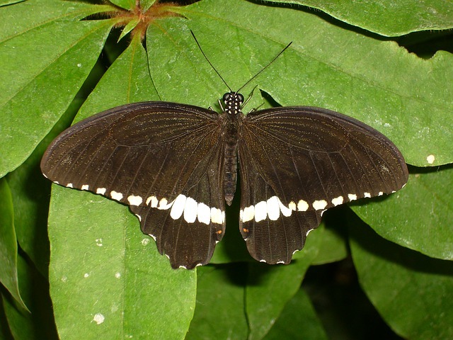butterfly-4403_640 - Fluturas