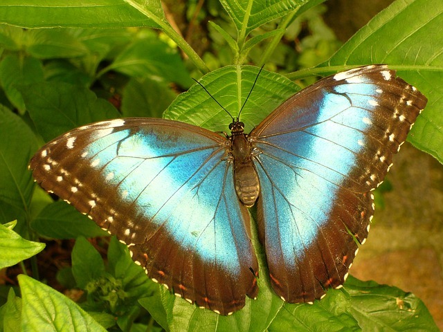 butterfly-4405_640 - Fluturas