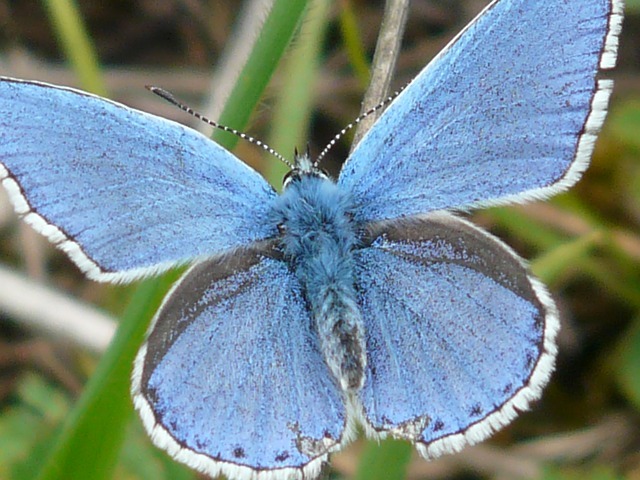 butterfly-5475_640 - Fluturas
