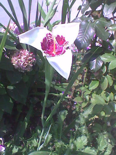 floarea  tigru alba
