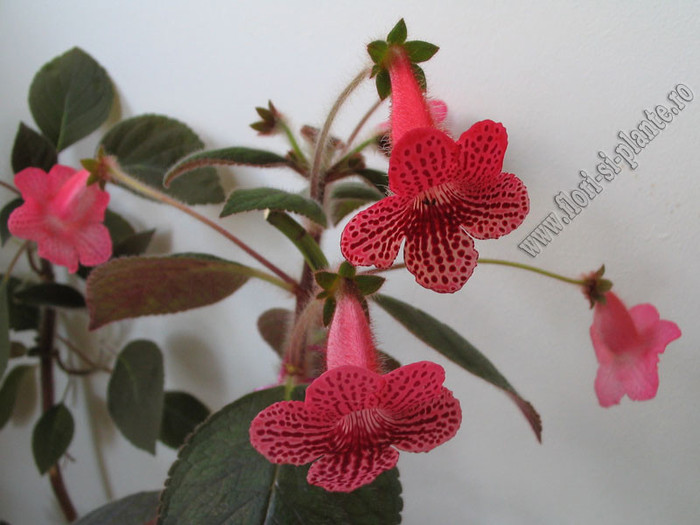 Kohleria Elise 5