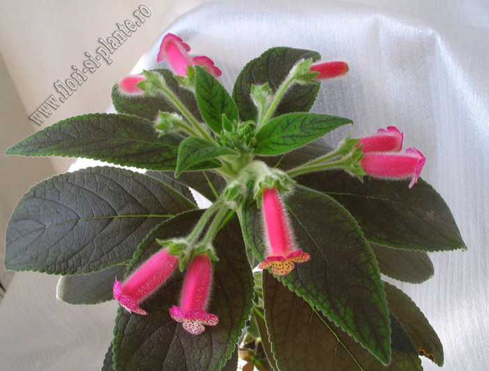Kohleria Yf s Mika