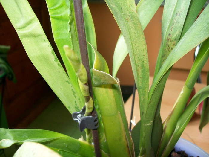 orhidee 099; Tija la Colmanara Wildcat Carmela
