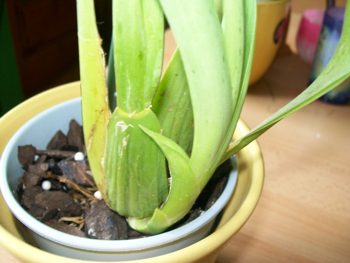 orhidee 101; Bulb nou Burrageara Fire Living Meteor
