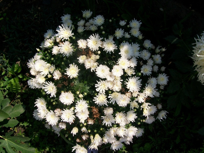 orhidee 116; Crizantema
