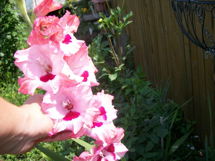 orhidee 117; Gladiola
