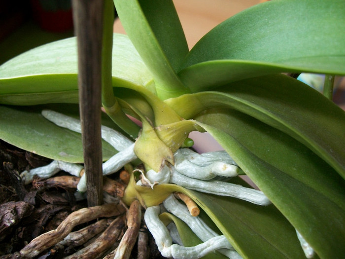 orhidee 105 - Evolutii Phale