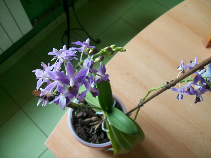 orhidee 106