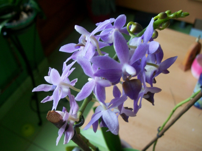 orhidee 107