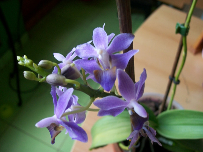 orhidee 108 - Evolutii Phale