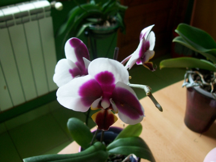 orhidee 112; Achizitie noua
