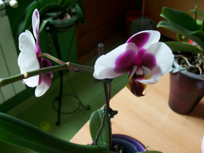 orhidee 114