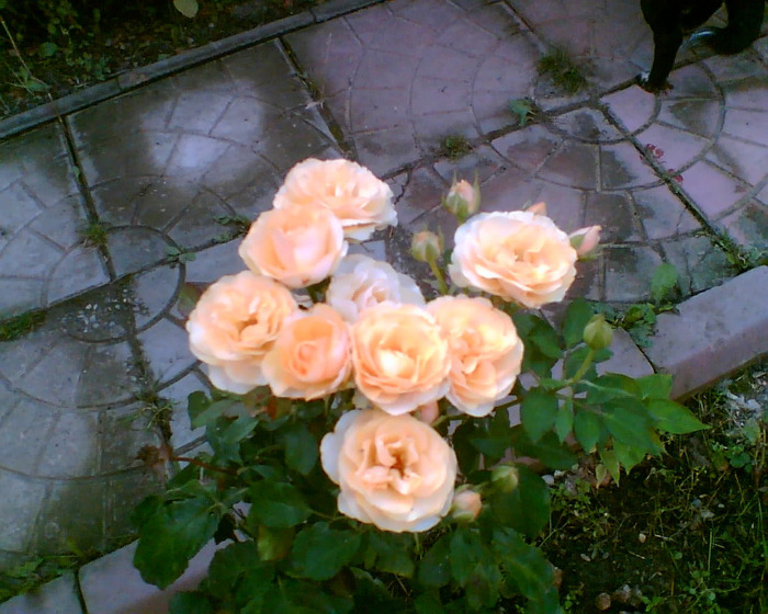 Imag024 - Trandafirii mei