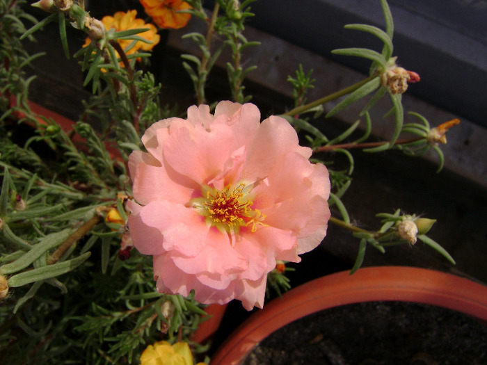 DSC07491 - Floarea de piatra - Portulaca grandiflora