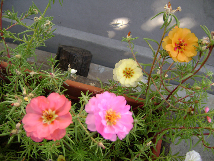 DSC07487 - Floarea de piatra - Portulaca grandiflora