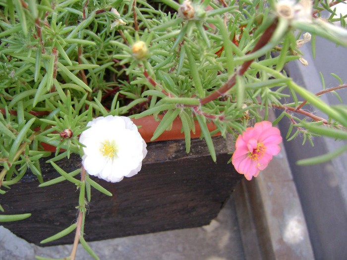 DSC07488 - Floarea de piatra - Portulaca grandiflora