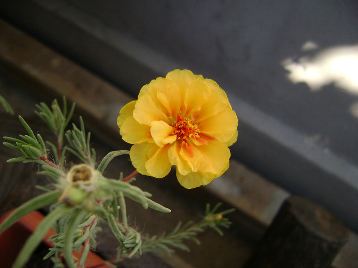 DSC07489 - Floarea de piatra - Portulaca grandiflora