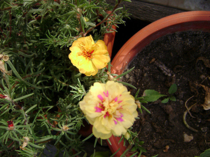 DSC07490 - Floarea de piatra - Portulaca grandiflora