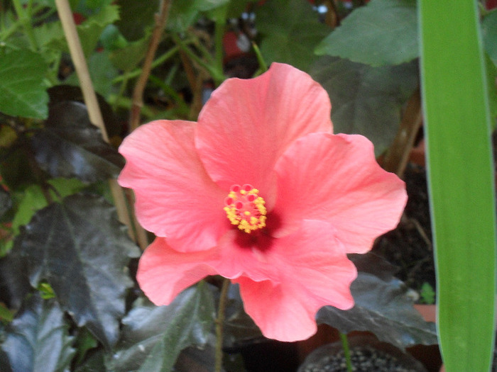 SAM_0605 - iulie 2011