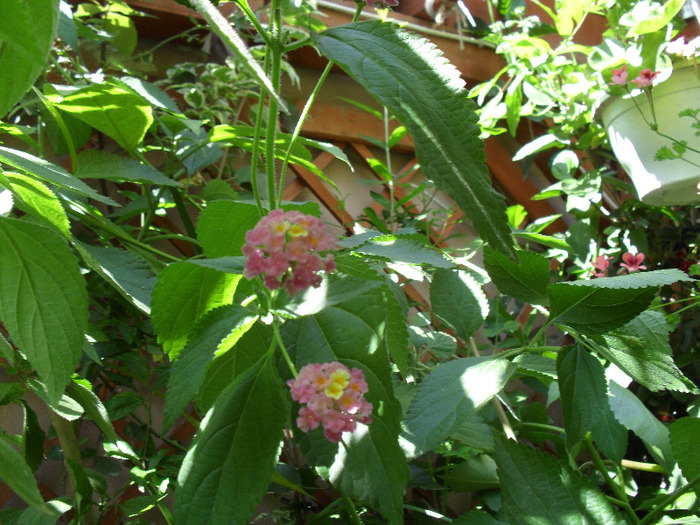 SAM_0640; lantana
