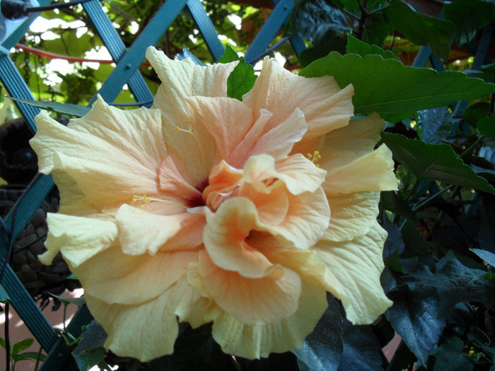 SAM_0644
