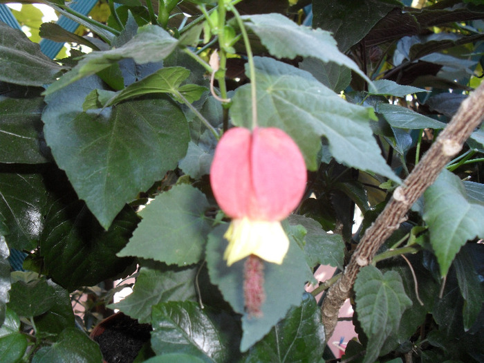 SAM_0647; abutilon
