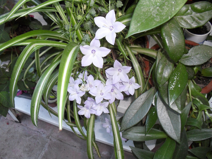 SAM_0698; campanula
