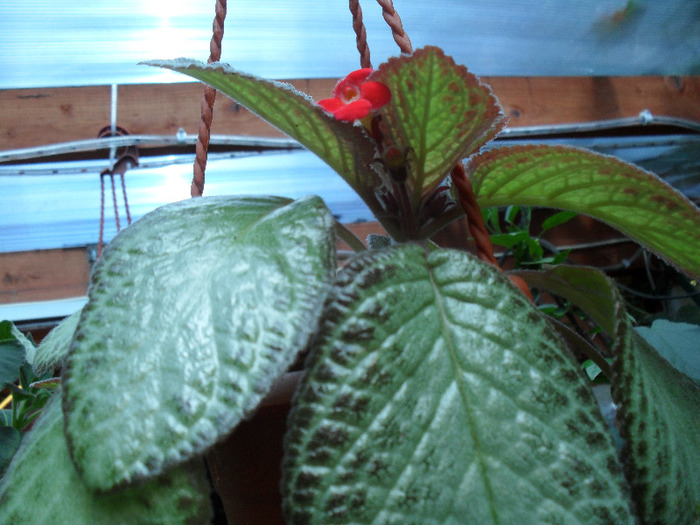 SAM_0727; episcia silver
